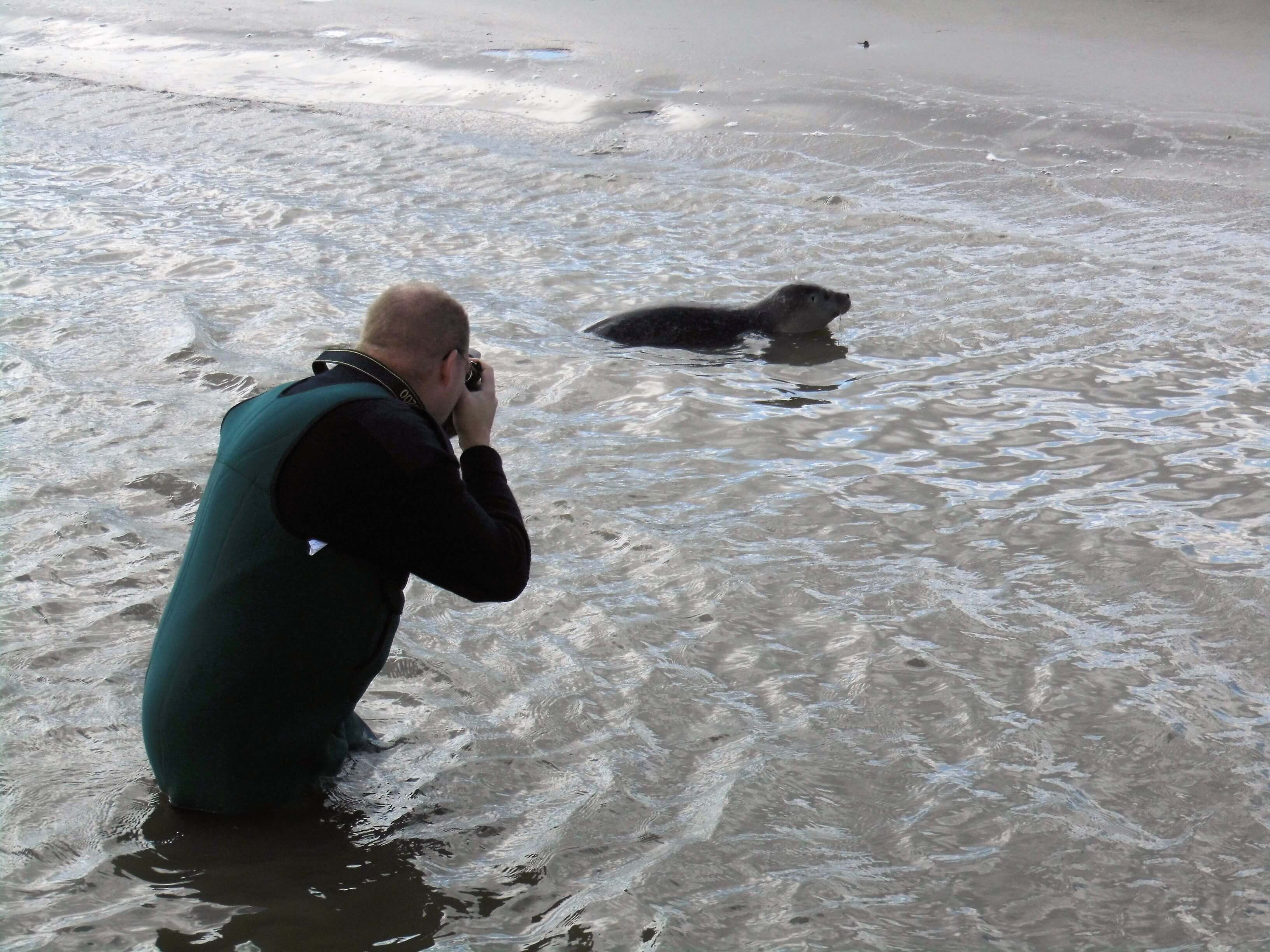 Luftaufnahme der Seehundbänke im Jadebusen, Landkreis Friesland